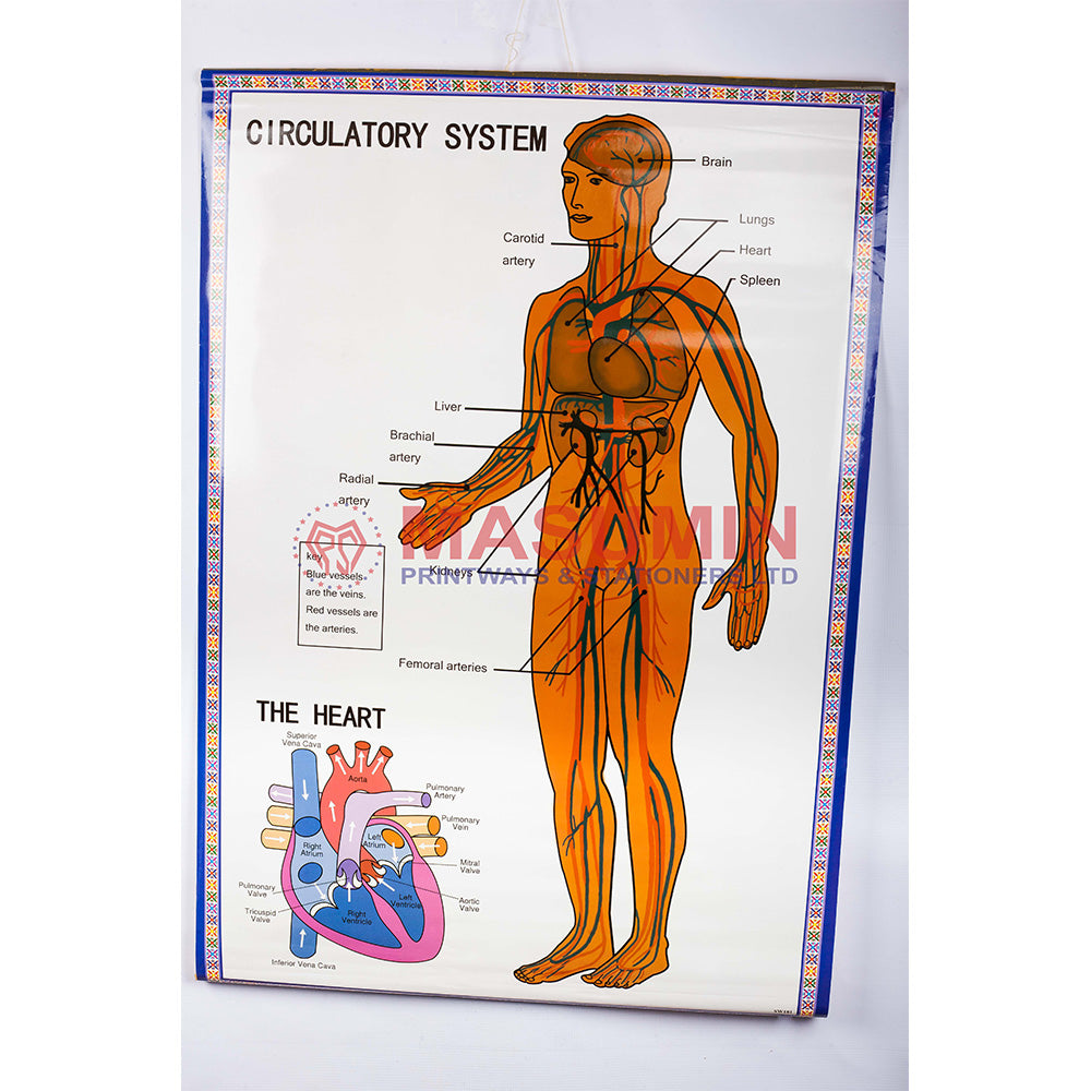 Chart - Circulatory System