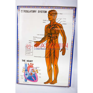 Chart - Circulatory System