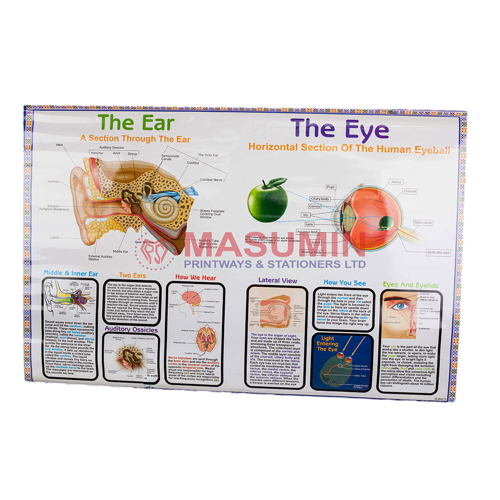 Chart - The Ear / The Eye