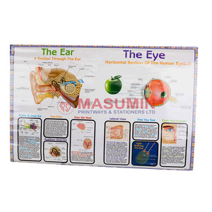 Chart - The Ear / The Eye