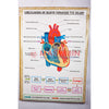 Chart - Circulation Of Blood Through The Heart