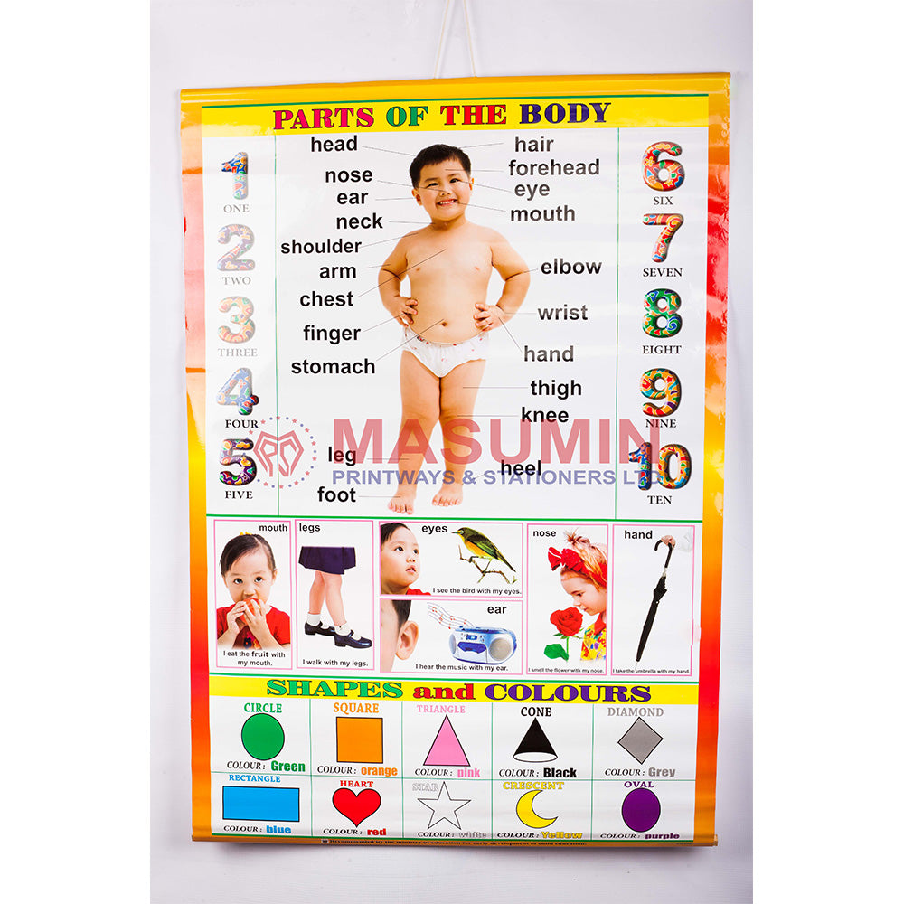 Chart - Parts Of The Body + Shapes and Colours