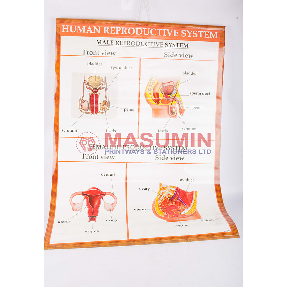 Chart - Human Reproductive System