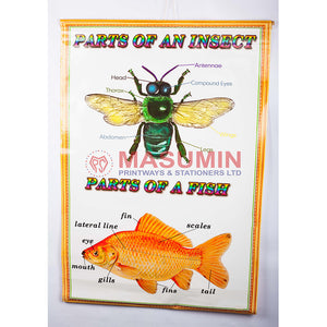 Chart - Parts Of An Insect