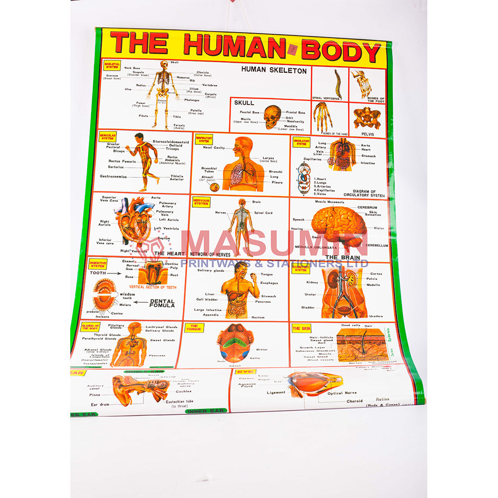 Chart - The Human Body