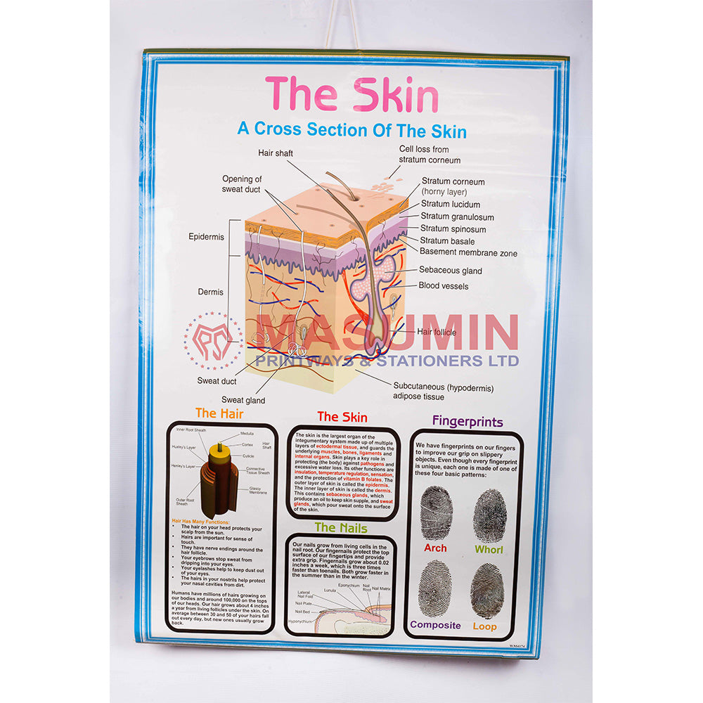 Chart - The Skin (A Cross Section of The Skin)
