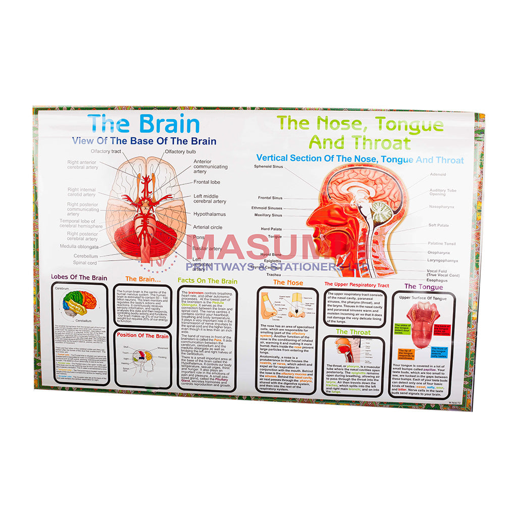 Chart - The Brain,  The Nose, Tongue And Throat
