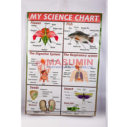Science Chart Example Chart - My Science Chart – Masuminprintways Store